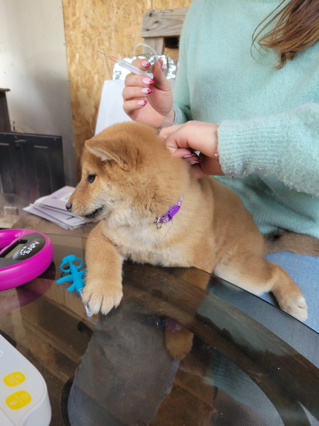 Visite Vétérinaire