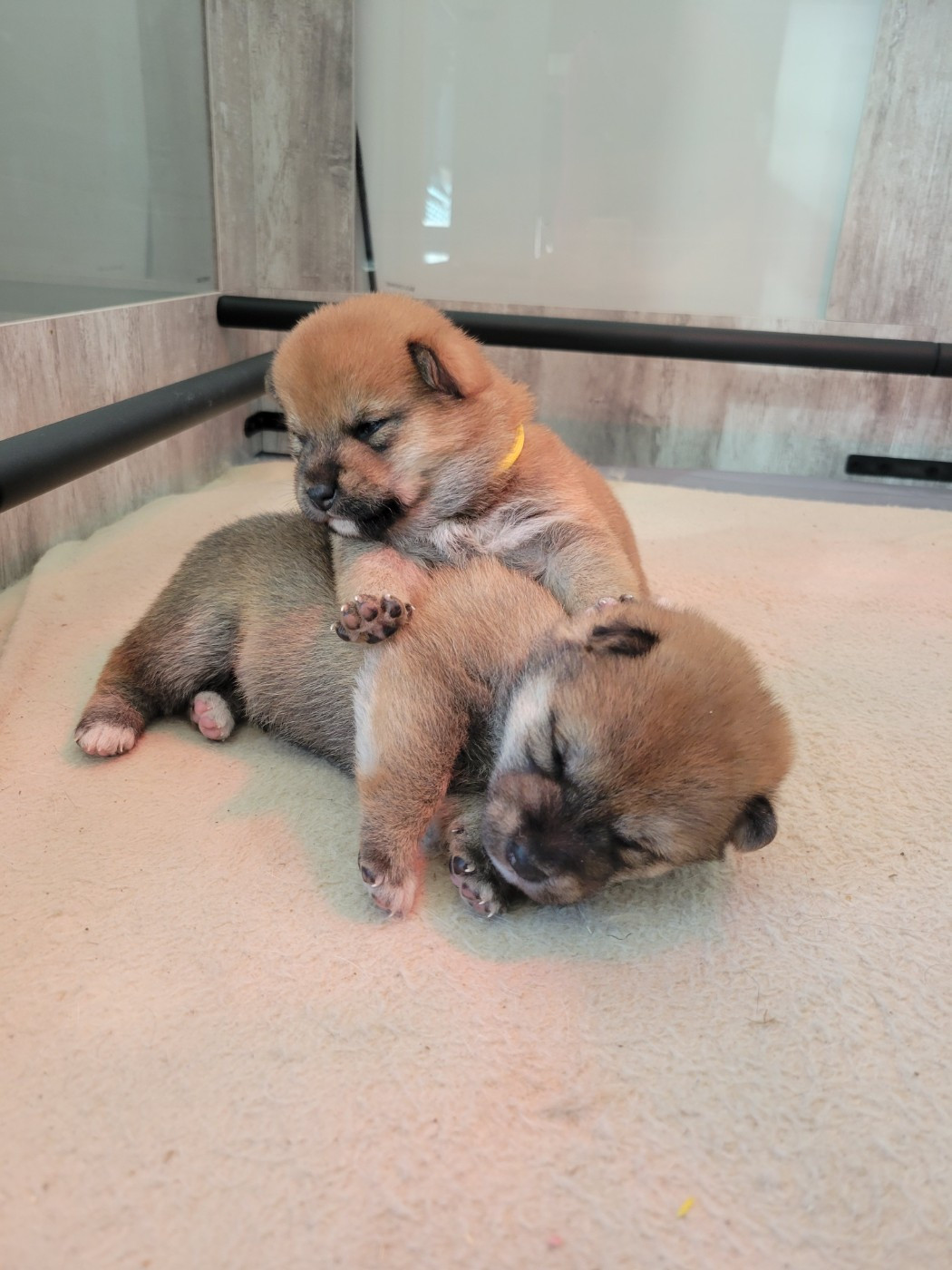 Des Songes D'Auré - Chiots disponibles - Shiba