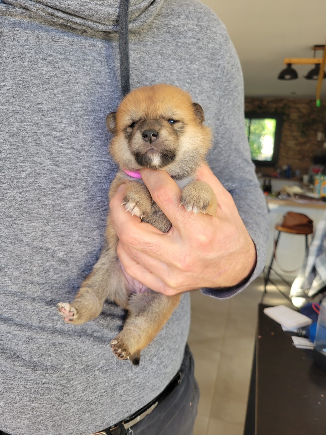 Des Songes D'Auré - Chiots disponibles - Shiba