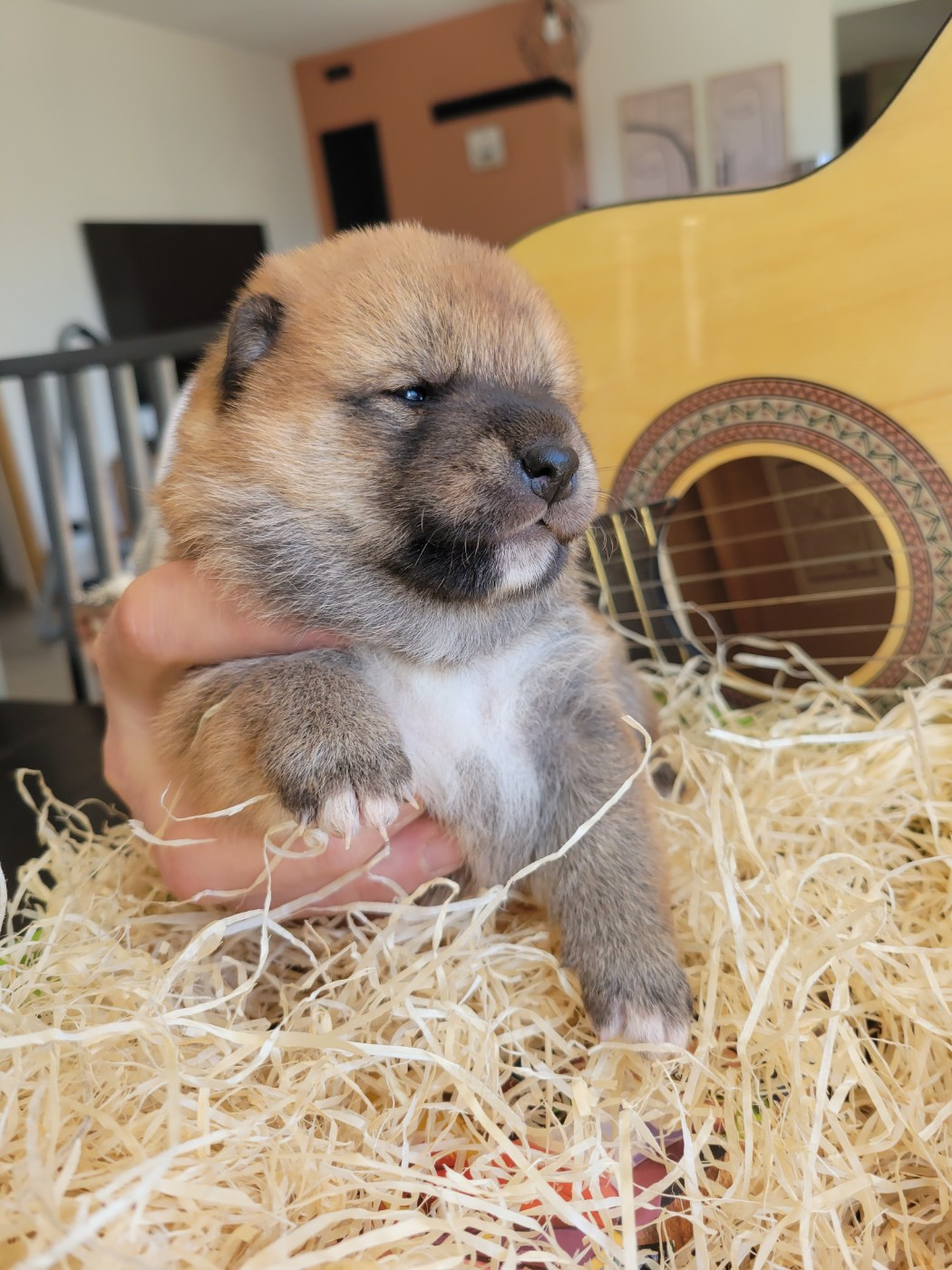 Des Songes D'Auré - Chiots disponibles - Shiba