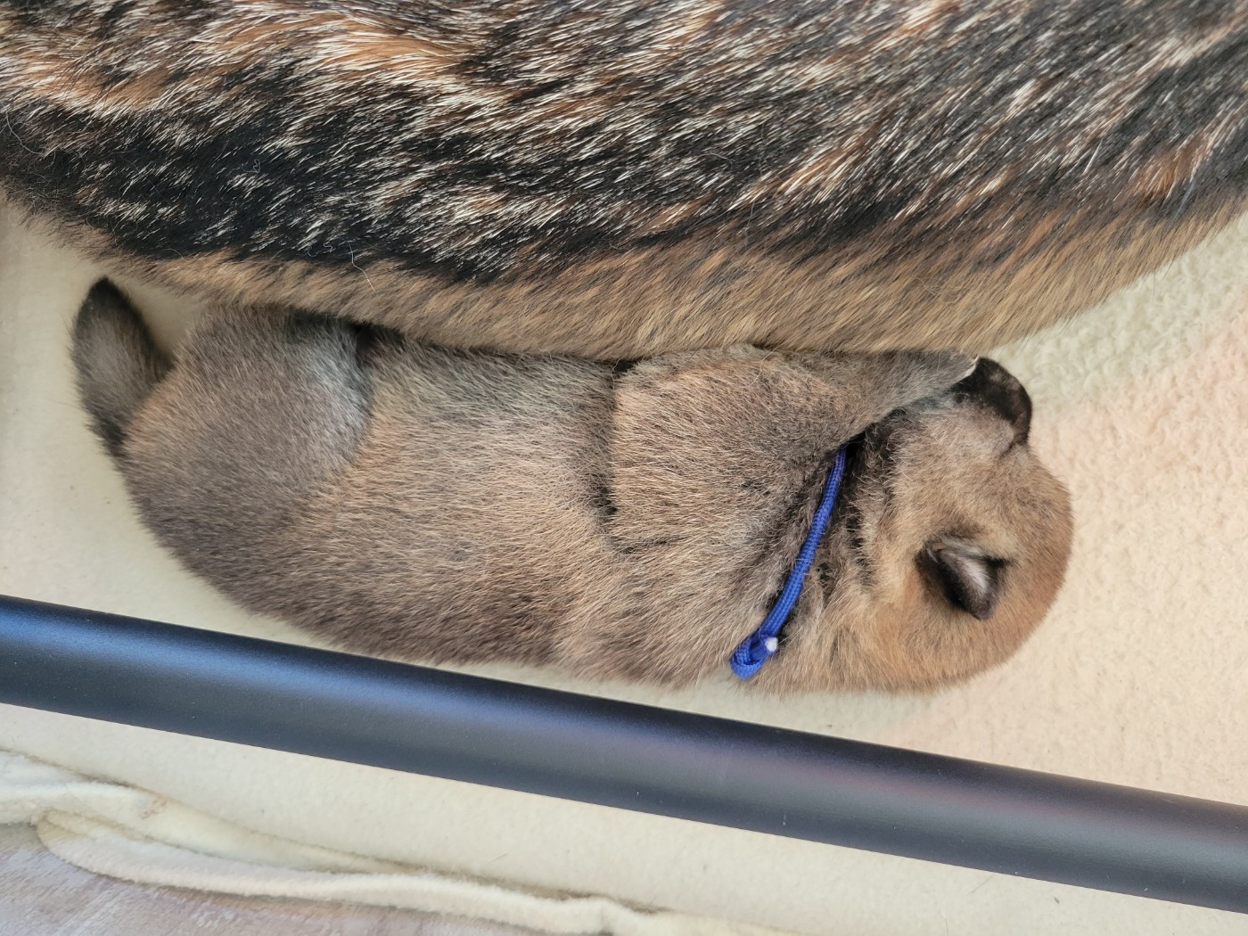 Des Songes D'Auré - Chiots disponibles - Shiba