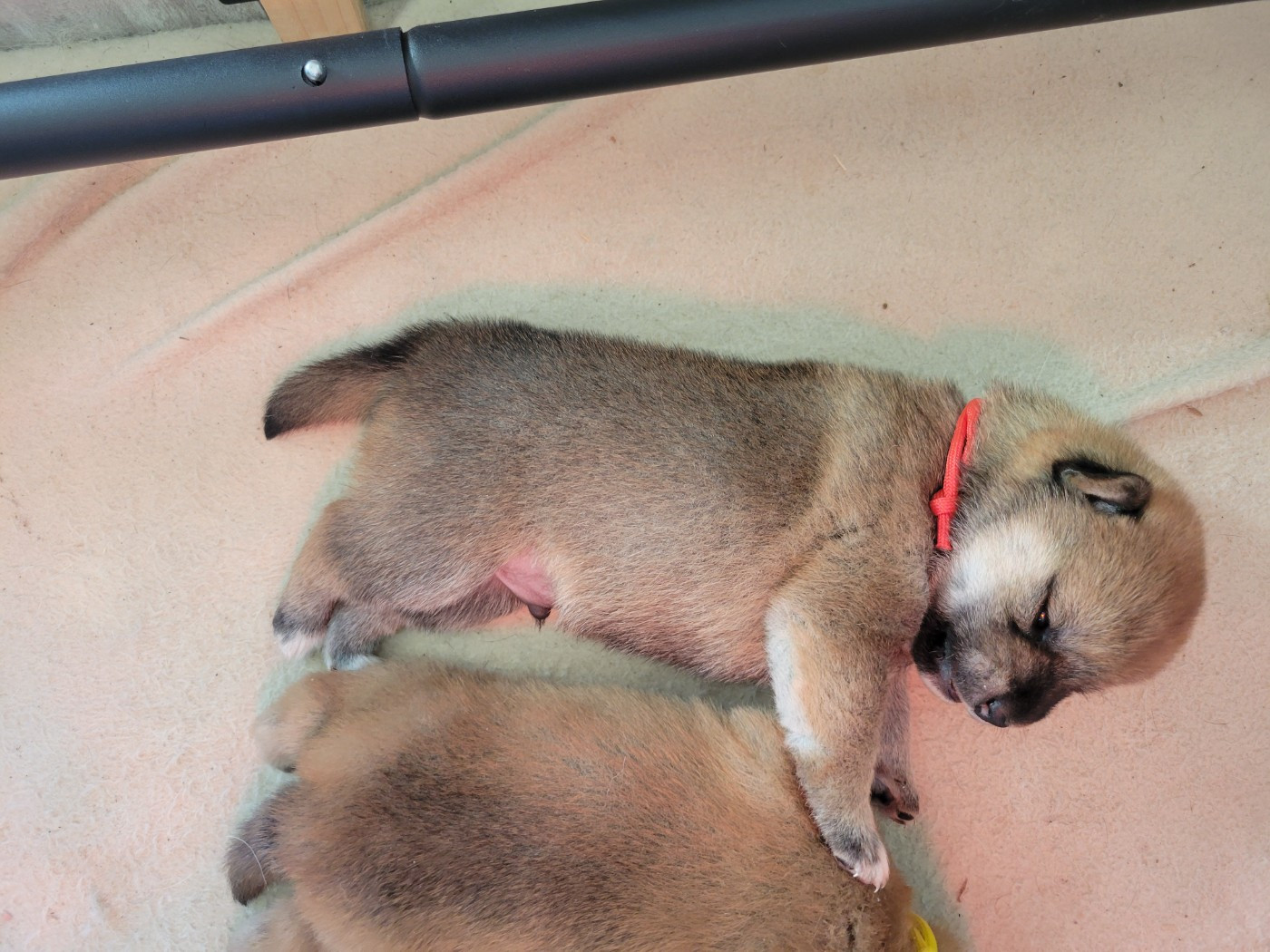 Des Songes D'Auré - Chiots disponibles - Shiba