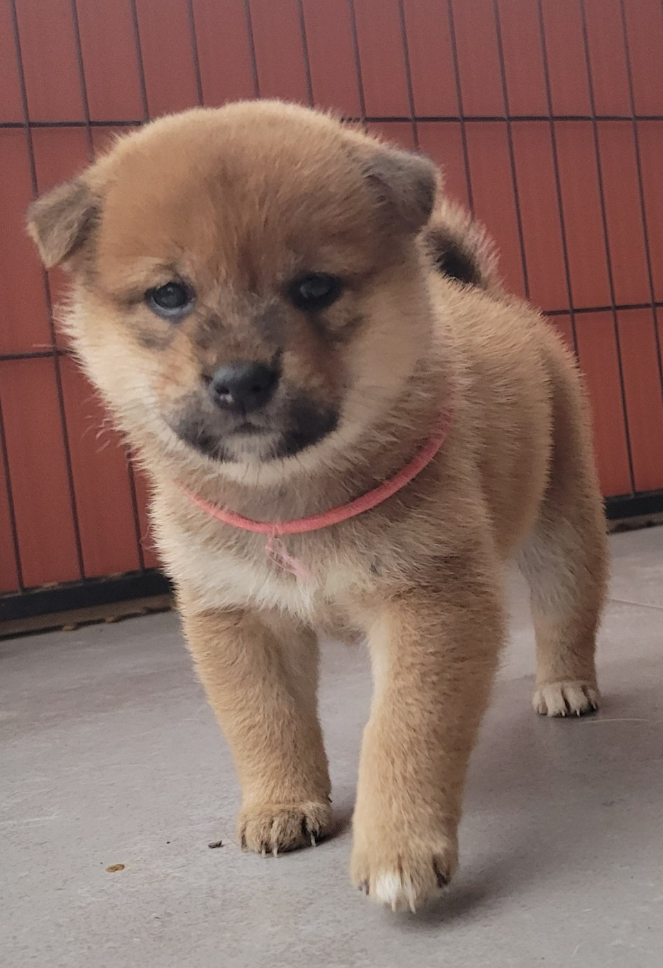 Des Songes D'Auré - Chiots disponibles - Shiba