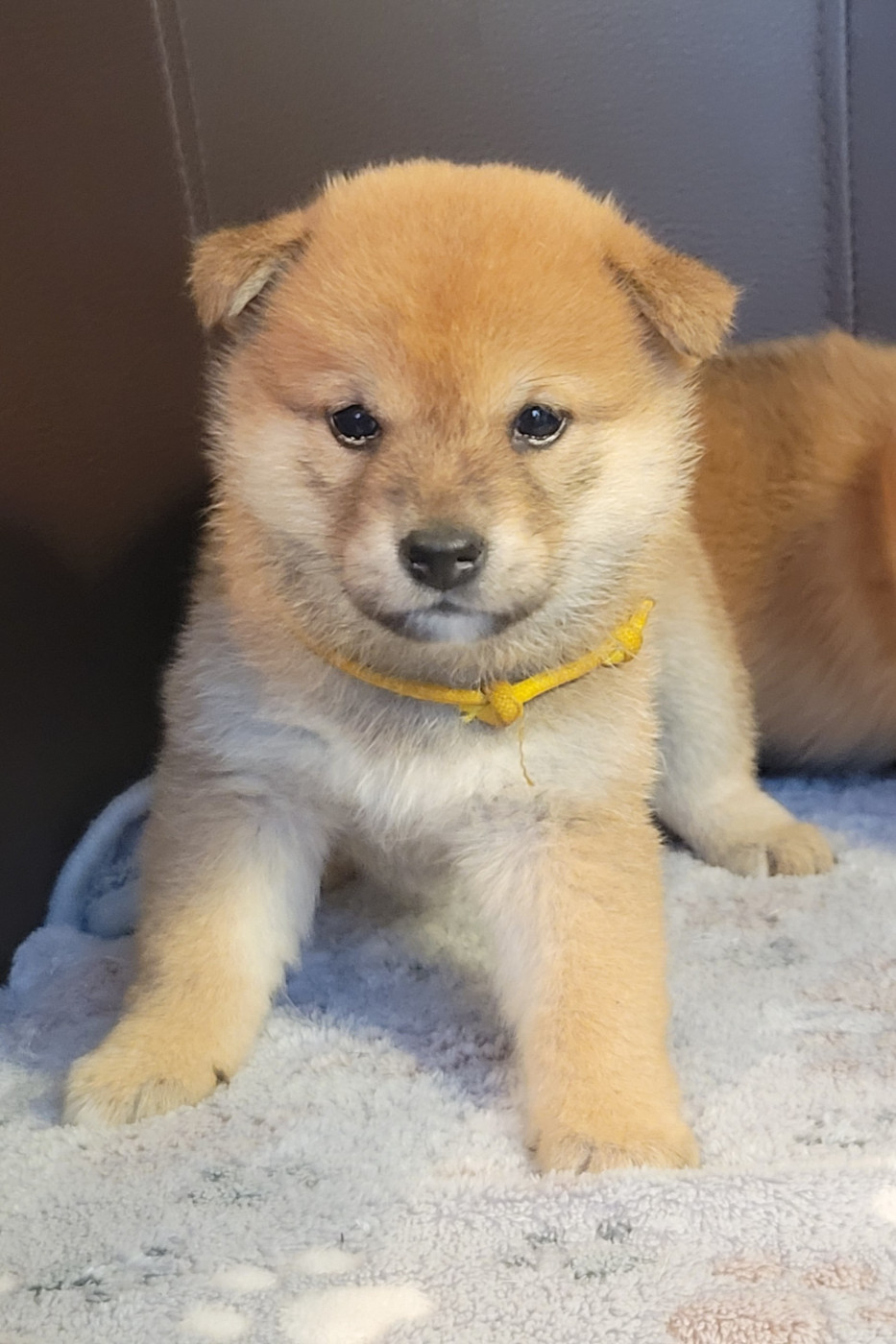 Des Songes D'Auré - Chiots disponibles - Shiba