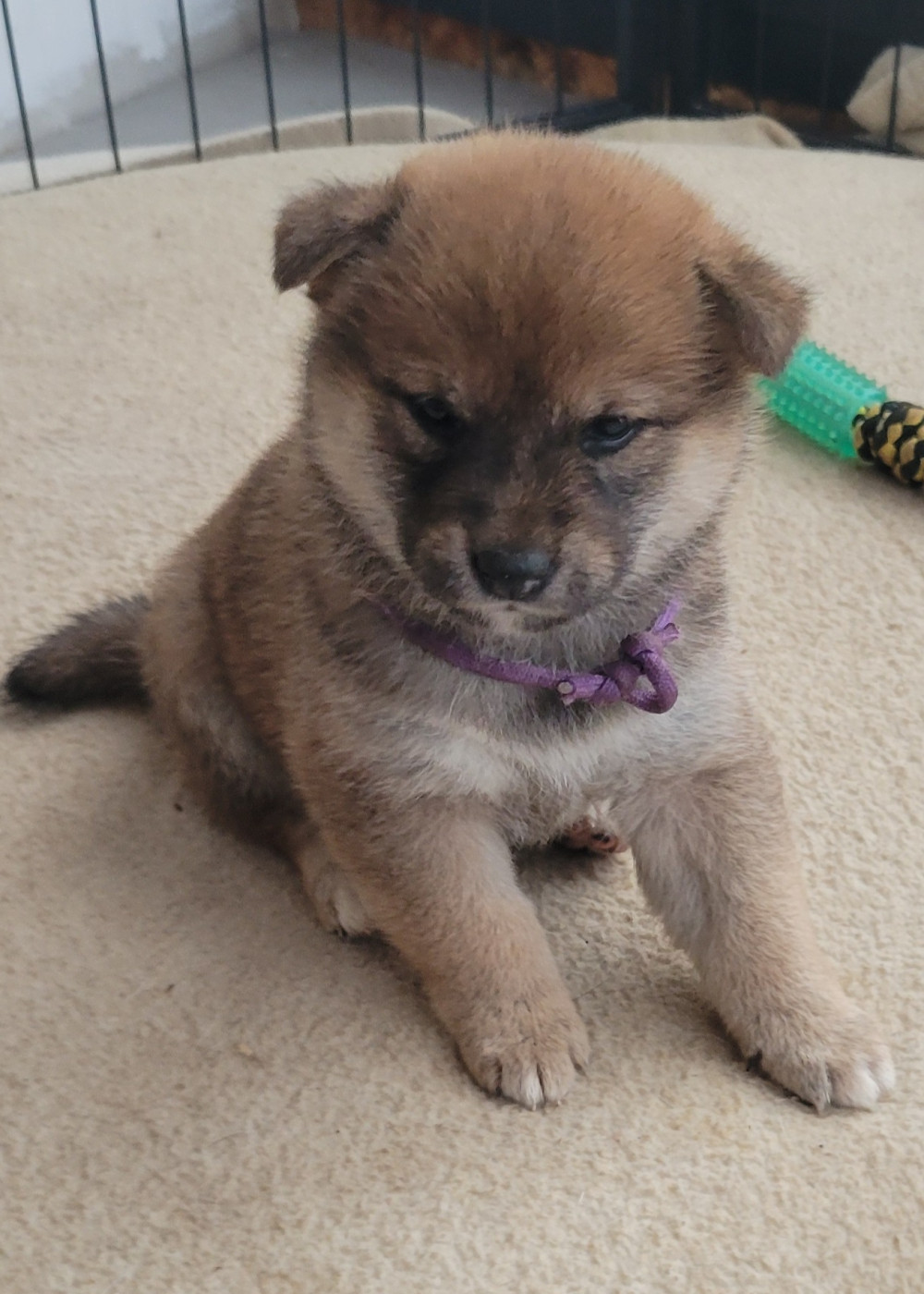 Des Songes D'Auré - Chiots disponibles - Shiba