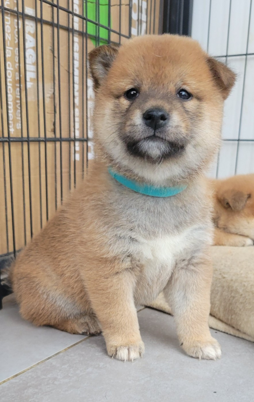 Des Songes D'Auré - Chiots disponibles - Shiba