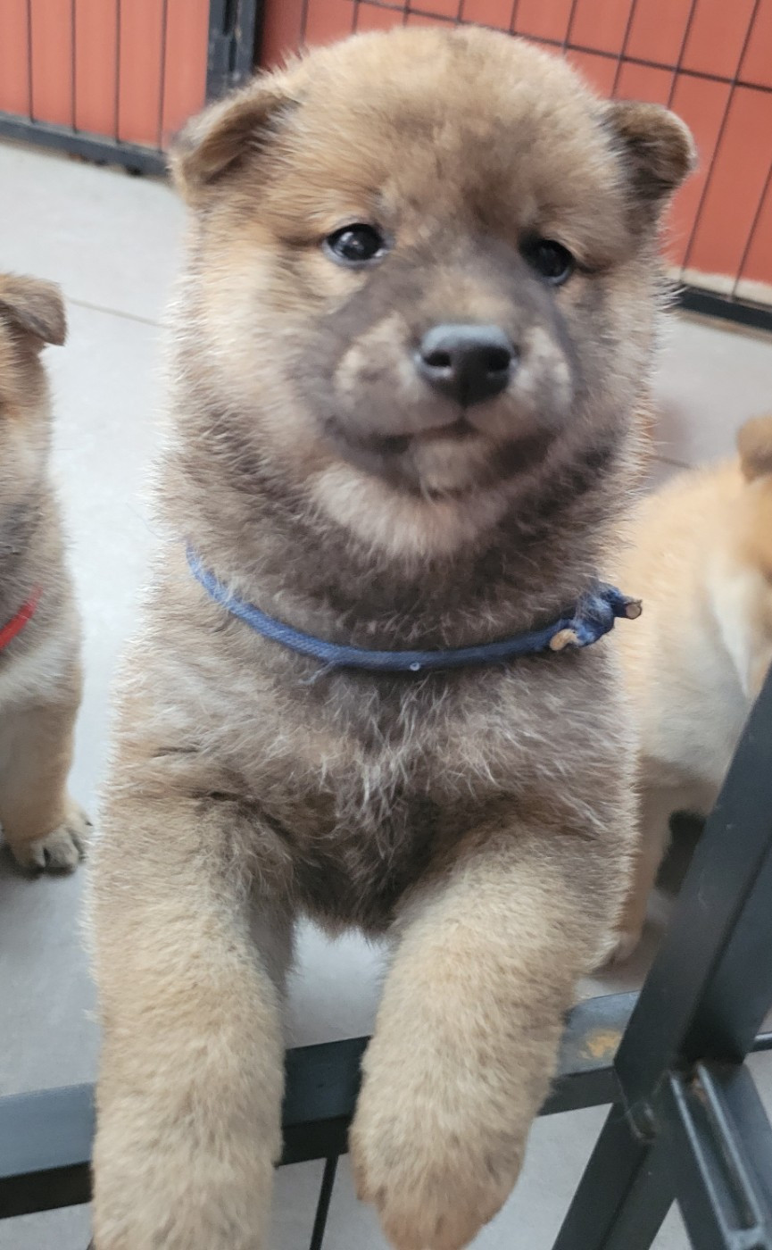 Des Songes D'Auré - Chiots disponibles - Shiba