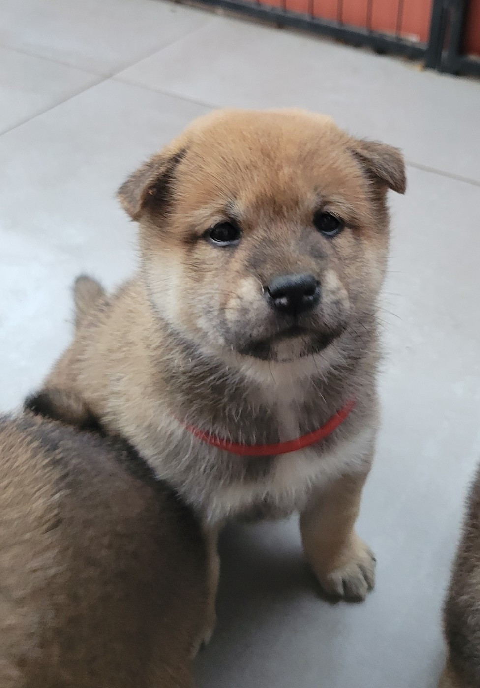 Des Songes D'Auré - Chiots disponibles - Shiba