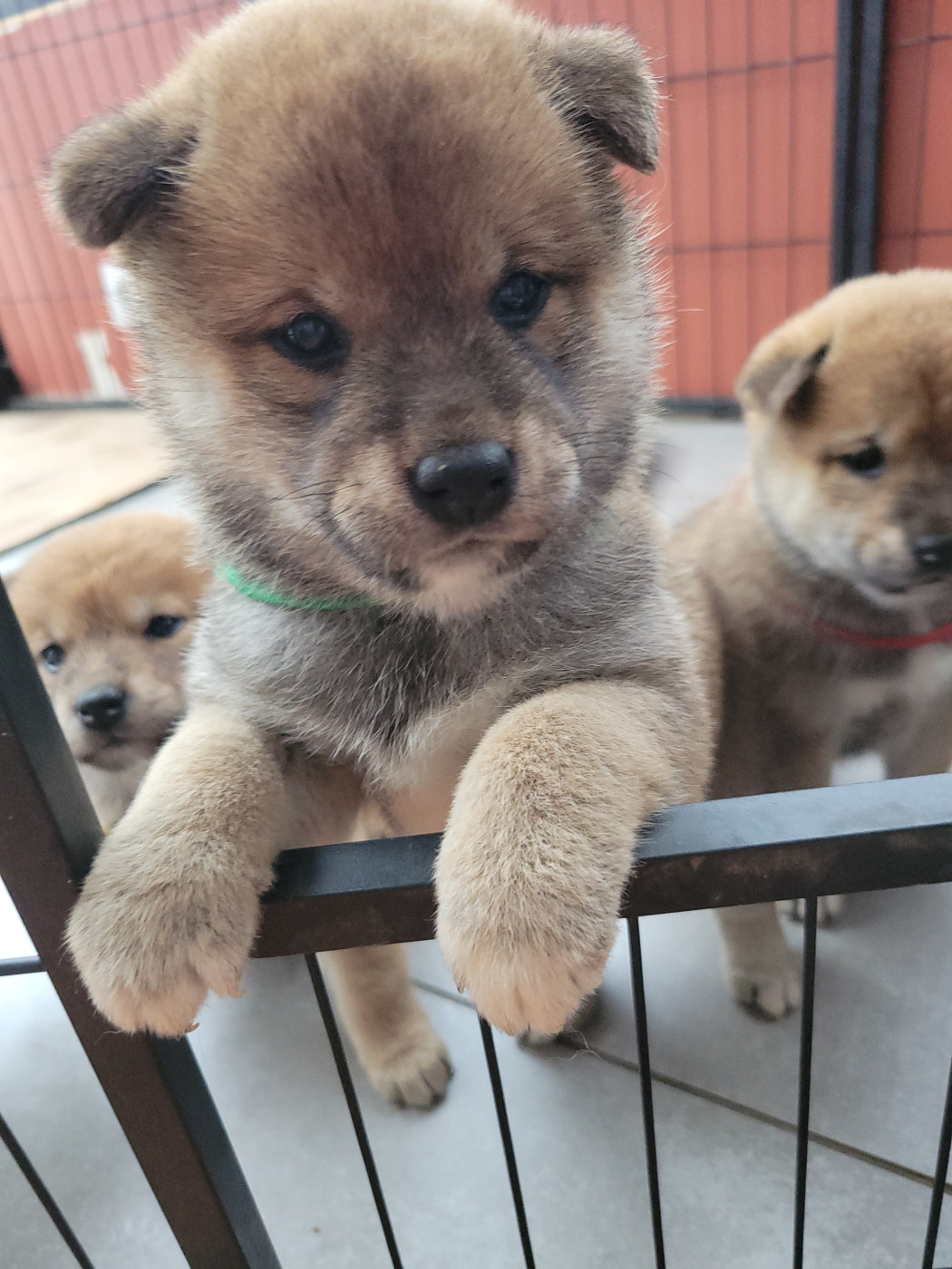 Des Songes D'Auré - Chiots disponibles - Shiba
