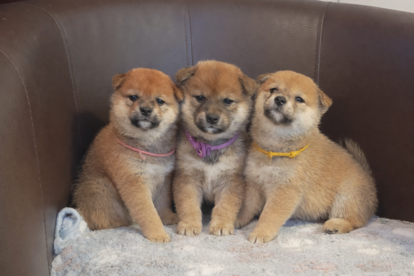 Chiot Shiba Des Songes D'Auré