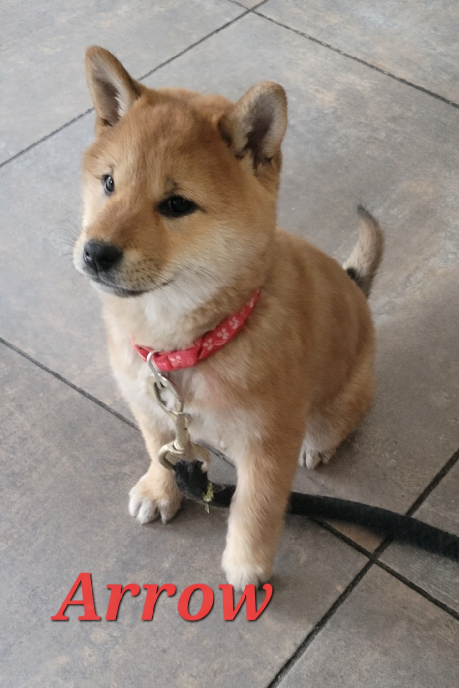 Des Songes D'Auré - Chiots disponibles - Shiba