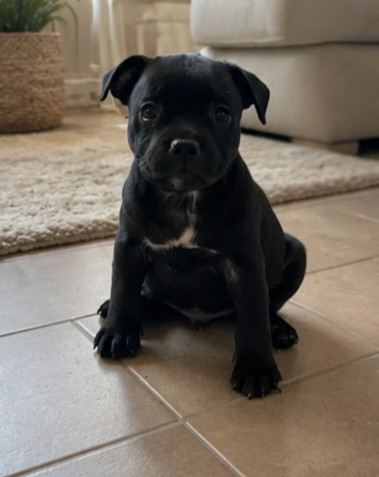 Des Songes D'Auré - Chiots disponibles - Staffordshire Bull Terrier