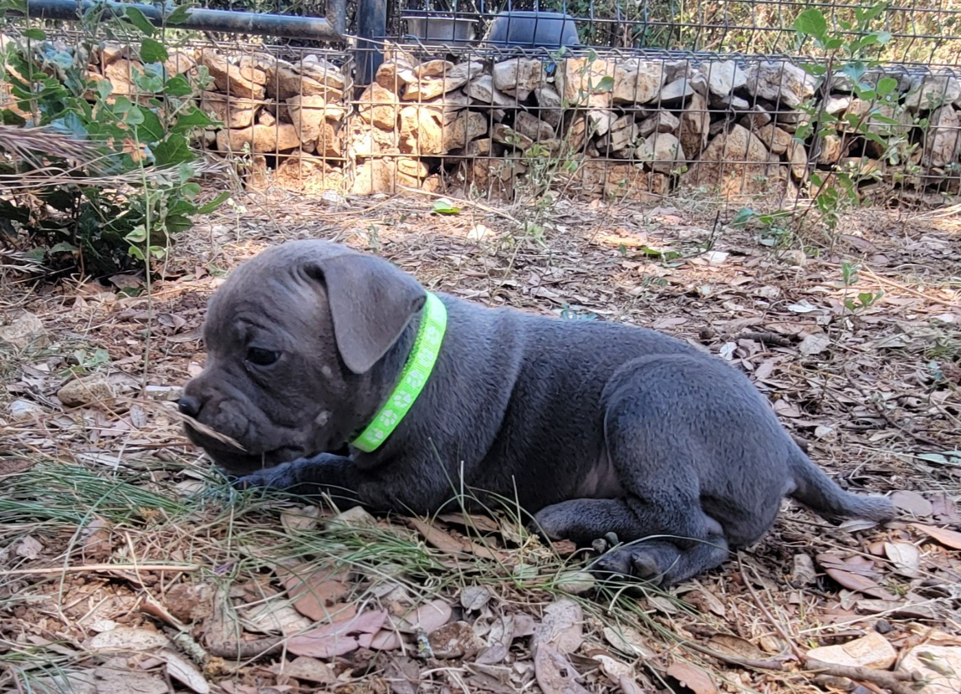 Des Songes D'Auré - Chiots disponibles - Staffordshire Bull Terrier