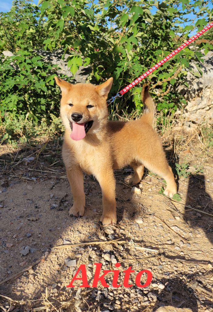 Des Songes D'Auré - Chiots disponibles - Shiba