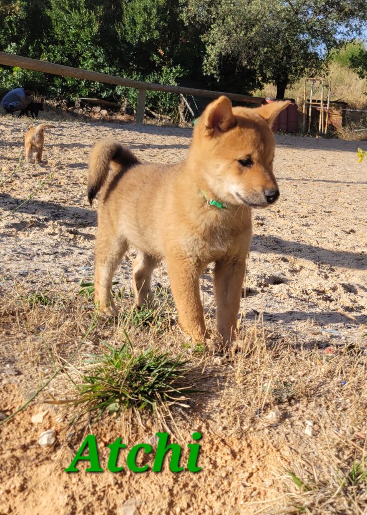 Des Songes D'Auré - Chiots disponibles - Shiba